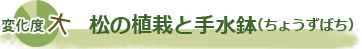 松の植栽と手水鉢（ちょうずばち）