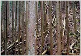 エコな材料間伐材