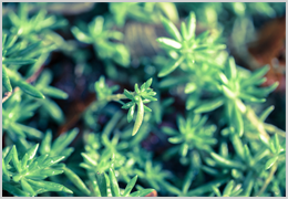 ハーブガーデン